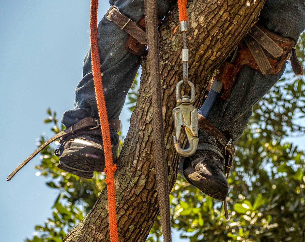 What Is Footlocking in Tree Climbing and Why Is It Important?