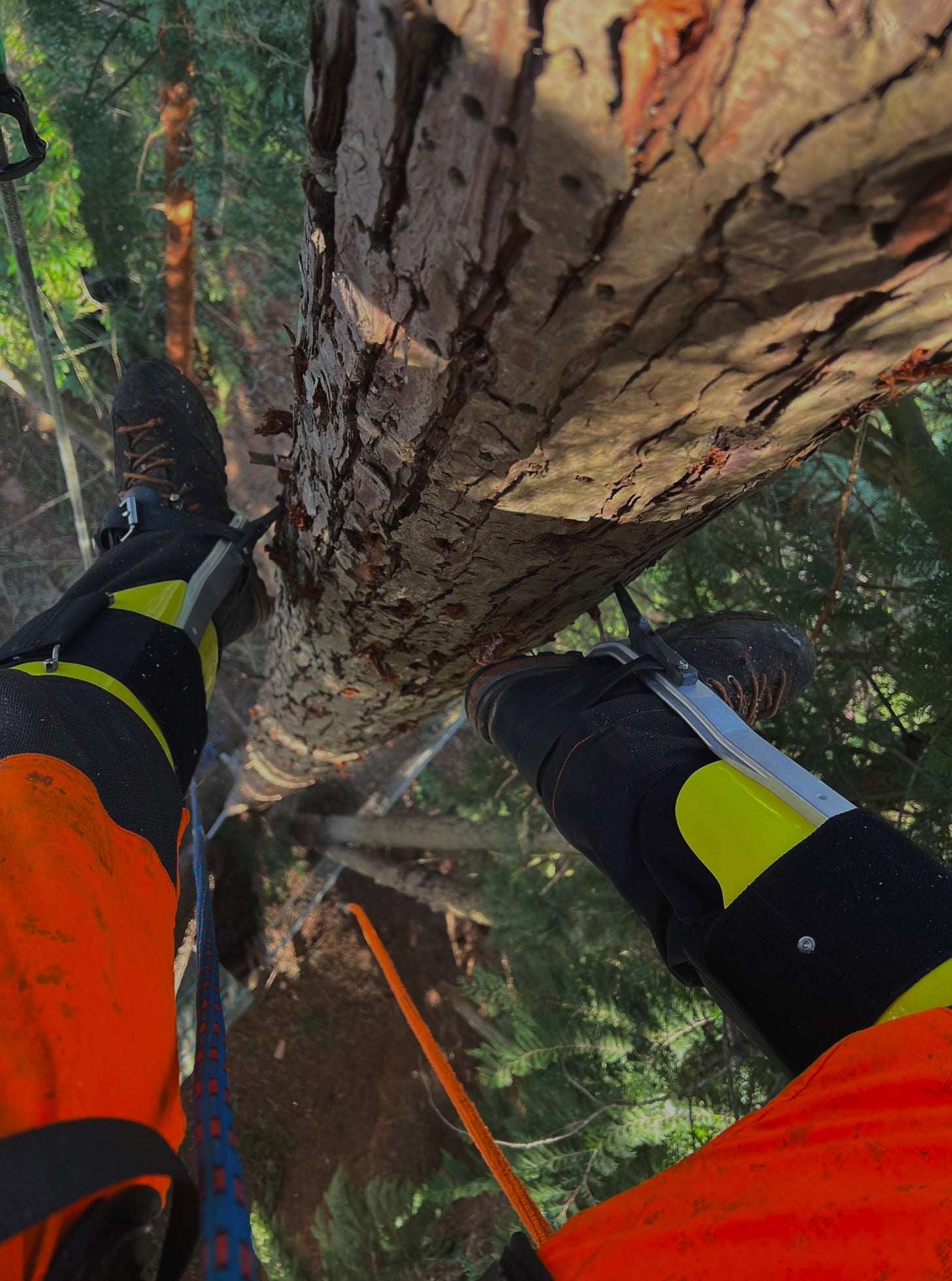 arborist store: Arbospace