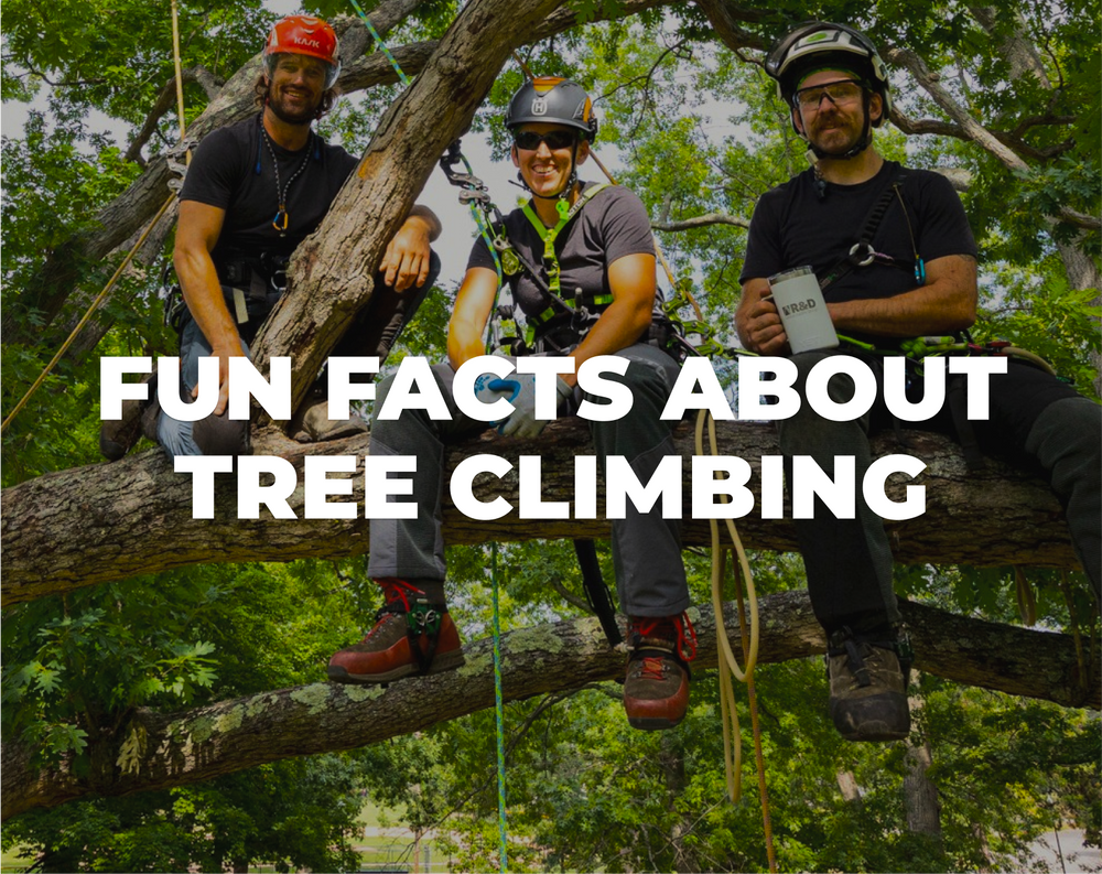 Competitive Tree Climbing Is a Thing, Smart News