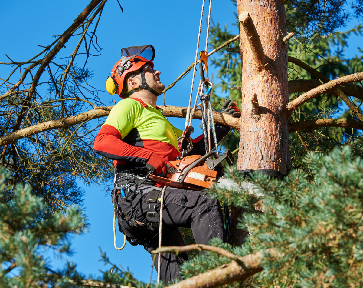 Why Do You Need Arborist Protective Clothing?